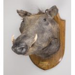 EDWARD GERRARD & SONS, AN EARLY 20TH CENTURY TAXIDERMY FEMALE WARTHOG HEAD UPON AN OAK SHIELD.