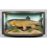 BARRY WILLIAMS, A TAXIDERMY CHUB IN A BOW FRONTED GLASS CASE WITH A NATURALISTIC SETTING. Label