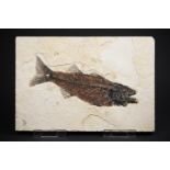 MIOPLOSUS LABRACOIDES FISH FOSSIL PLATE FROM GREEN RIVER FORMATION. Name: Fish Superorder