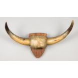 EARLY 20TH CENTURY TAXIDERMY BULL HORNS MOUNTED TO ORIGINAL SHIELD BEARING HANGER TO REVERSE