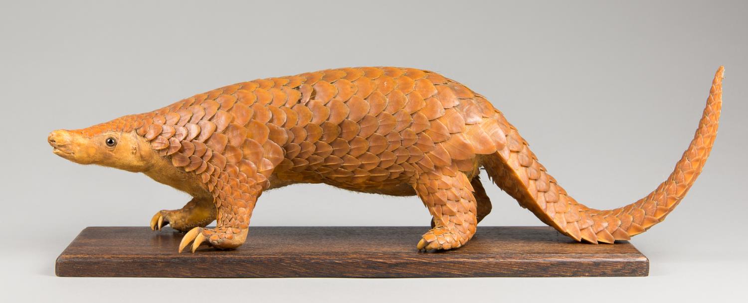 A LATE 19TH CENTURY TAXIDERMY PANGOLIN UPON AN OAK BASE. Provenance: From a deteriorated Victorian