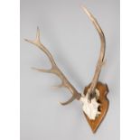 A 20TH CENTURY RED DEER PART UPPER SKULL AND ANTLERS UPON AN OAK SHIELD (h 84cm x w 70cm x d 58cm)