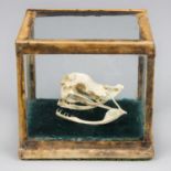 A LATE 19TH/EARLY 20TH CENTURY CASED SNAKE SKULL (h 8cm x w 9cm x d 7cm)