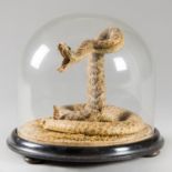 AN EARLY 20TH CENTURY TAXIDERMY WESTERN DIAMONDBACK RATTLESNAKE UNDER A GLASS DOME