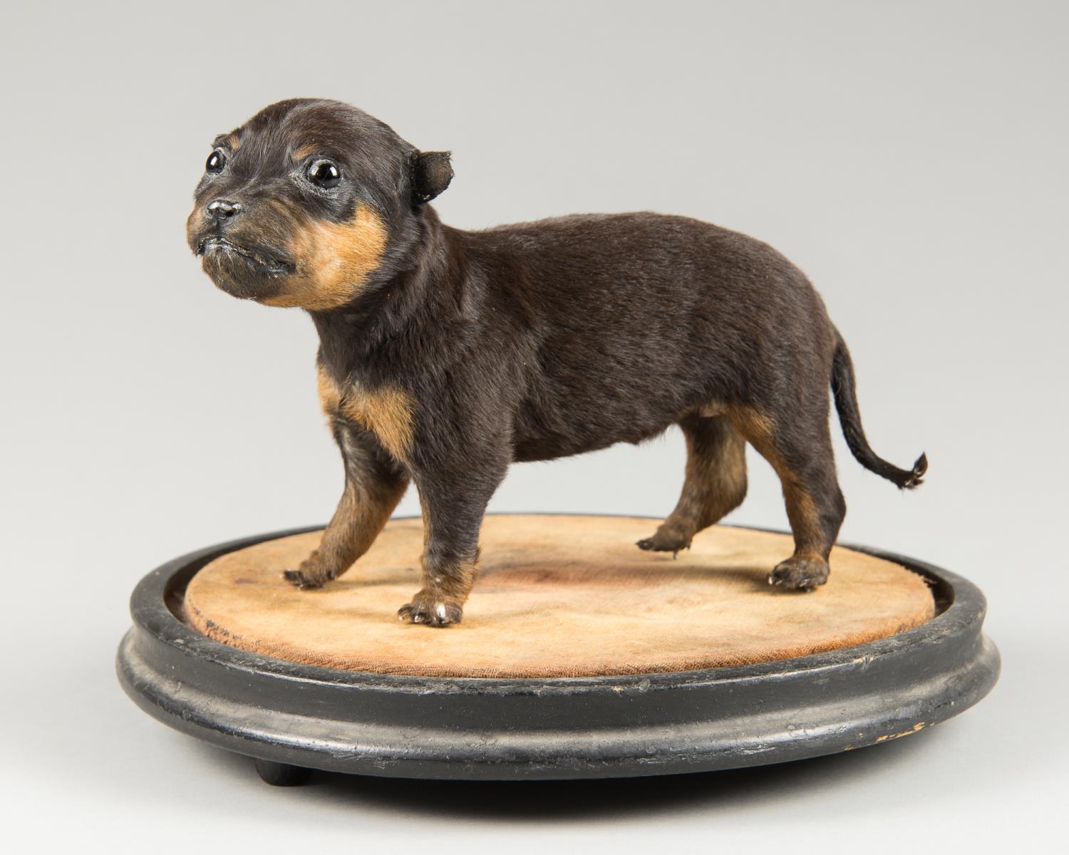 A LATE 20TH CENTURY TAXIDERMY PUPPY UPON A VICTORIAN DOME BASE. The puppy (h 15cm x w 21cm x d 8cm)