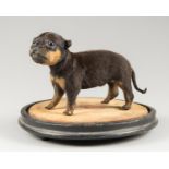 A LATE 20TH CENTURY TAXIDERMY PUPPY UPON A VICTORIAN DOME BASE. The puppy (h 15cm x w 21cm x d 8cm)