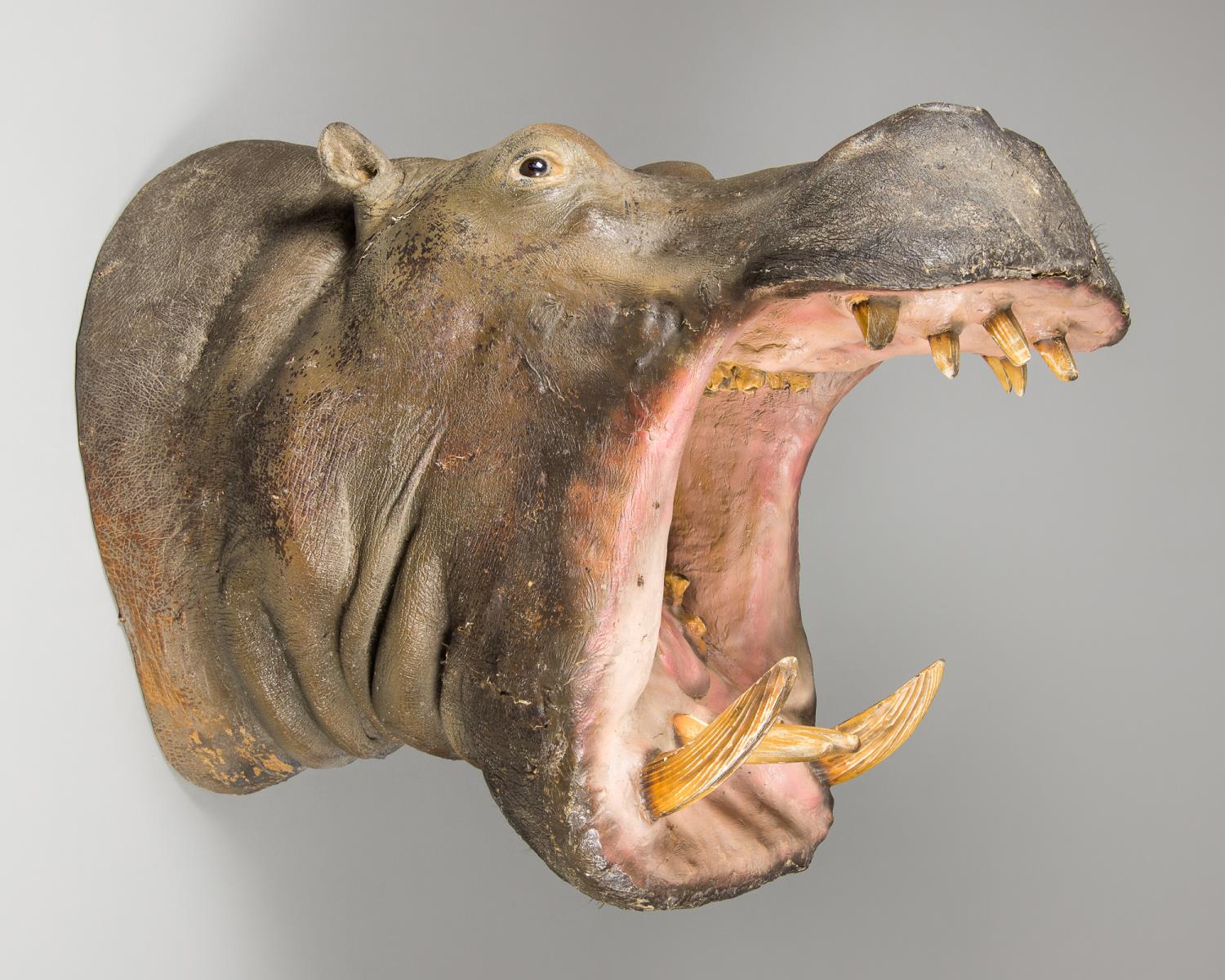 A 20TH CENTURY TAXIDERMY HIPPOPOTAMUS HEAD (h 82cm x w 53cm x d 102cm)
