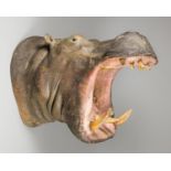 A 20TH CENTURY TAXIDERMY HIPPOPOTAMUS HEAD (h 82cm x w 53cm x d 102cm)