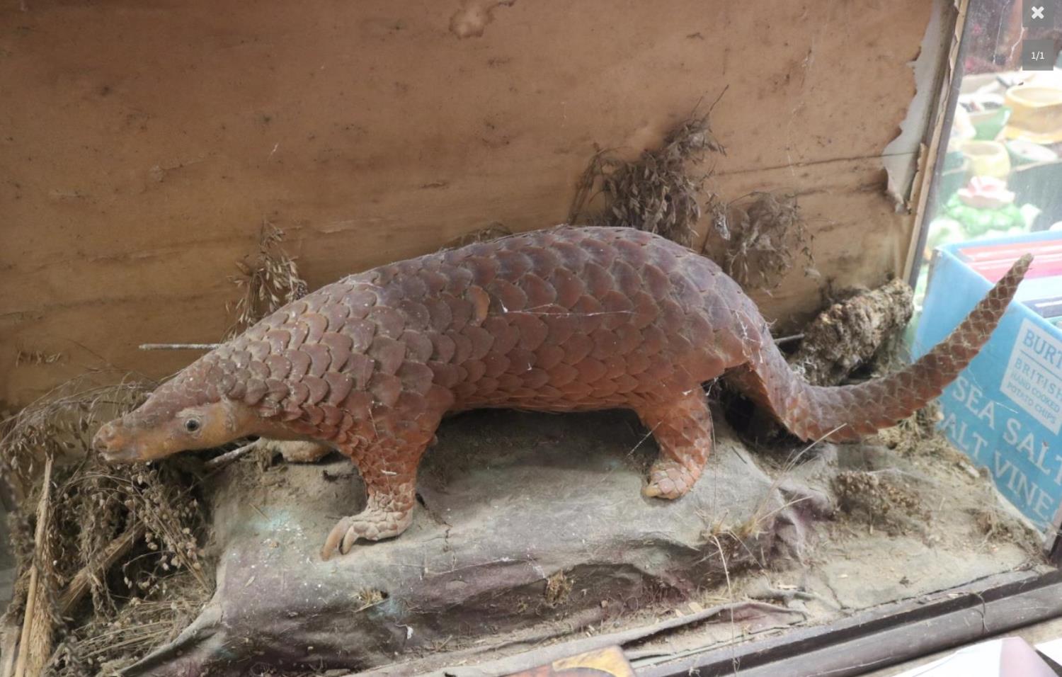 A LATE 19TH CENTURY TAXIDERMY PANGOLIN UPON AN OAK BASE. Provenance: From a deteriorated Victorian - Image 2 of 2