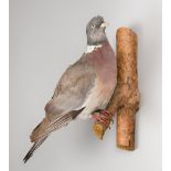 A LATE 20TH CENTURY TAXIDERMY WOOD PIGEON UPON A NATURALISTIC WALL MOUNT (h 37cm x w 26cm x d 24cm)