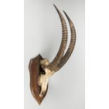 A LATE 19TH CENTURY SABLE UPPER SKULL AND HORNS UPON AN OAK SHIELD. Possibly by Rowland Ward. (h