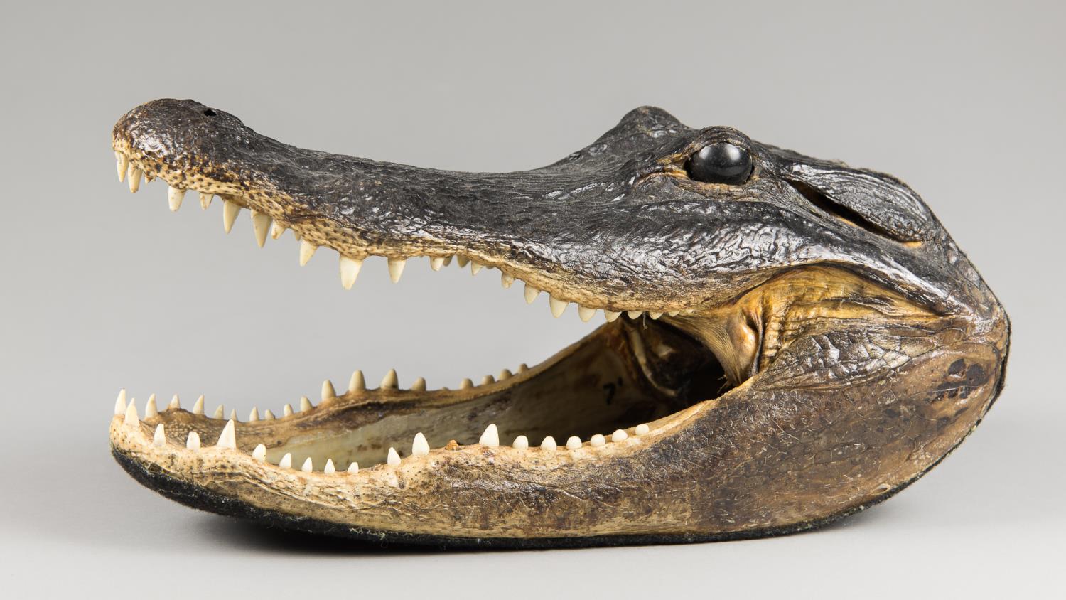 A 20TH CENTURY TAXIDERMY AMERICAN ALLIGATOR HEAD MOUNT. The underside lined with felt. (h 15cm x w