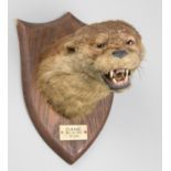 PETER SPICER & SONS, AN EARLY 20TH CENTURY TAXIDERMY OTTER MASK UPON AN OAK SHIELD. Inscription to