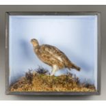 AN EARLY 20TH CENTURY TAXIDERMY GROUSE IN A GLAZED CASE WITH A NATURALISTIC SETTING