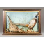 A 20TH CENTURY TAXIDERMY CASE OF TWO PHEASANTS IN A NATURALISTIC SETTING (h 56cm x w 68cm x d 30cm)