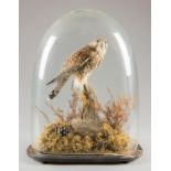 AN EARLY 20TH CENTURY TAXIDERMY KESTREL UNDER GLASS DOME. Recased with later groundwork. (h 54cm x w