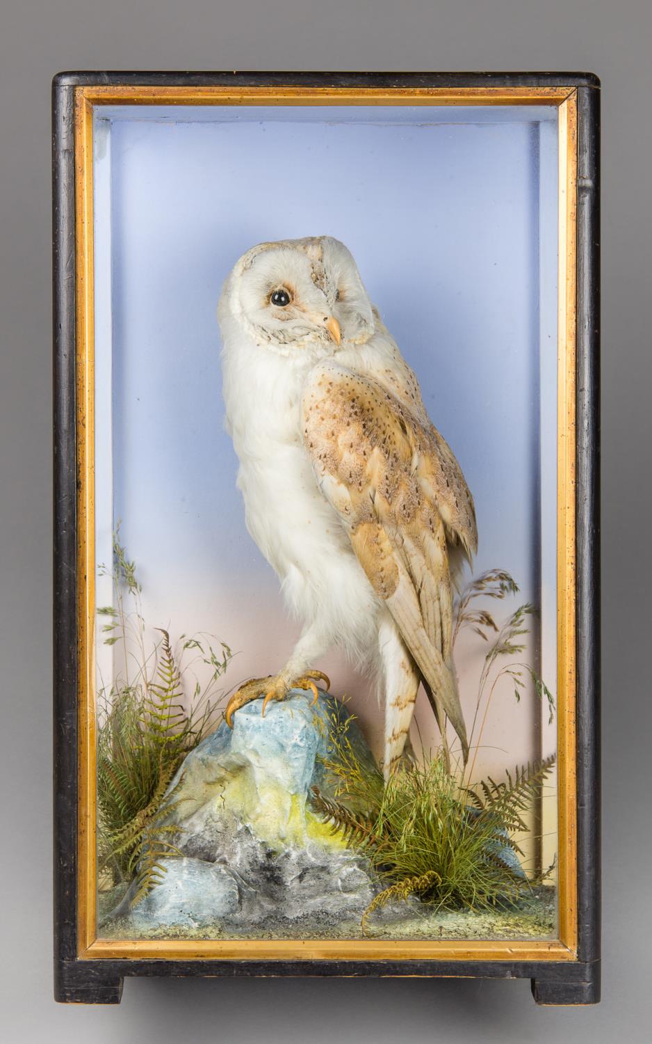 JAMES HUTCHINGS OF ABERYSTWYTH, A LATE 19TH CENTURY TAXIDERMY BARN OWL. Mounted upon faux rock