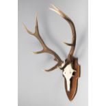 A 20TH CENTURY RED DEER UPPER SKULL AND ANTLERS UPON AN OAK SHIELD (h 105cm x w 64cm x d 48cm)