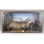 AN EARLY 20TH CENTURY TAXIDERMY BADGER IN A GLAZED CASE WITH A NATURALISTIC SETTING