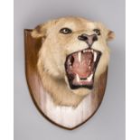 A LATE 19TH CENTURY TAXIDERMY LION HEAD UPON AN OAK SHIELD. Probably by Edward Gerrard & Sons. (h