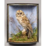 J. COOPER & SONS, A LATE 19TH CENTURY TAXIDERMY TAWNY OWL IN A BOW FRONTED GLAZED CASE WITH A