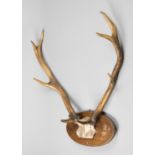 A 20TH CENTURY RED DEER PART UPPER SKULL AND ANTLERS UPON AN OAK SHIELD. The skull with modern