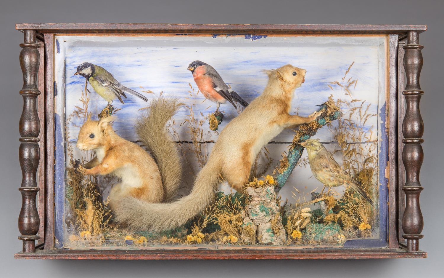 A 19TH CENTURY TAXIDERMY DIORAMA COMPRISING OF TWO RED SQUIRRELS AND THREE BRITISH GARDEN BIRDS,