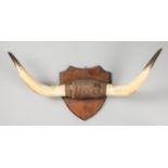 AN EARLY 20TH CENTURY SET OF CATTLE HORNS UPON AN OAK SHIELD (h 44cm x w 78cm x d 28cm)