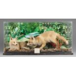 A 20TH CENTURY TAXIDERMY 'ARCTIC FOX CUBS' AT PLAY DIORAMA. The pair of fox cubs set within a