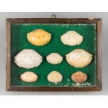 A MID 20TH CENTURY COLLECTION OF CRAB SHELLS IN A FRAMED GLAZED DISPLAY CASE (h 24cm x w 31cm x d