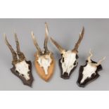 A GROUP OF LATE 20TH CENTURY ABNORMAL ROE DEER SKULLS UPON WOODEN SHIELDS. The largest (h 29cm x w
