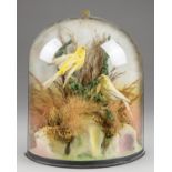 A LATE 19TH CENTURY TAXIDERMY WALL DOME DIORAMA OF TWO CANARIES IN A NATURALISTIC SETTING (h 34cm