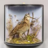 H.R BENNETT OF HAINFORD, A LATE 20TH CENTURY TAXIDERMY WOODCOCK IN A BOW FRONTED GLASS CASE WITH A