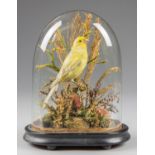 A LATE 19TH CENTURY TAXIDERMY CANARY UNDER GLASS DOME WITH NATURALISTIC SCENE (h 15.5cm x w 20cm x d
