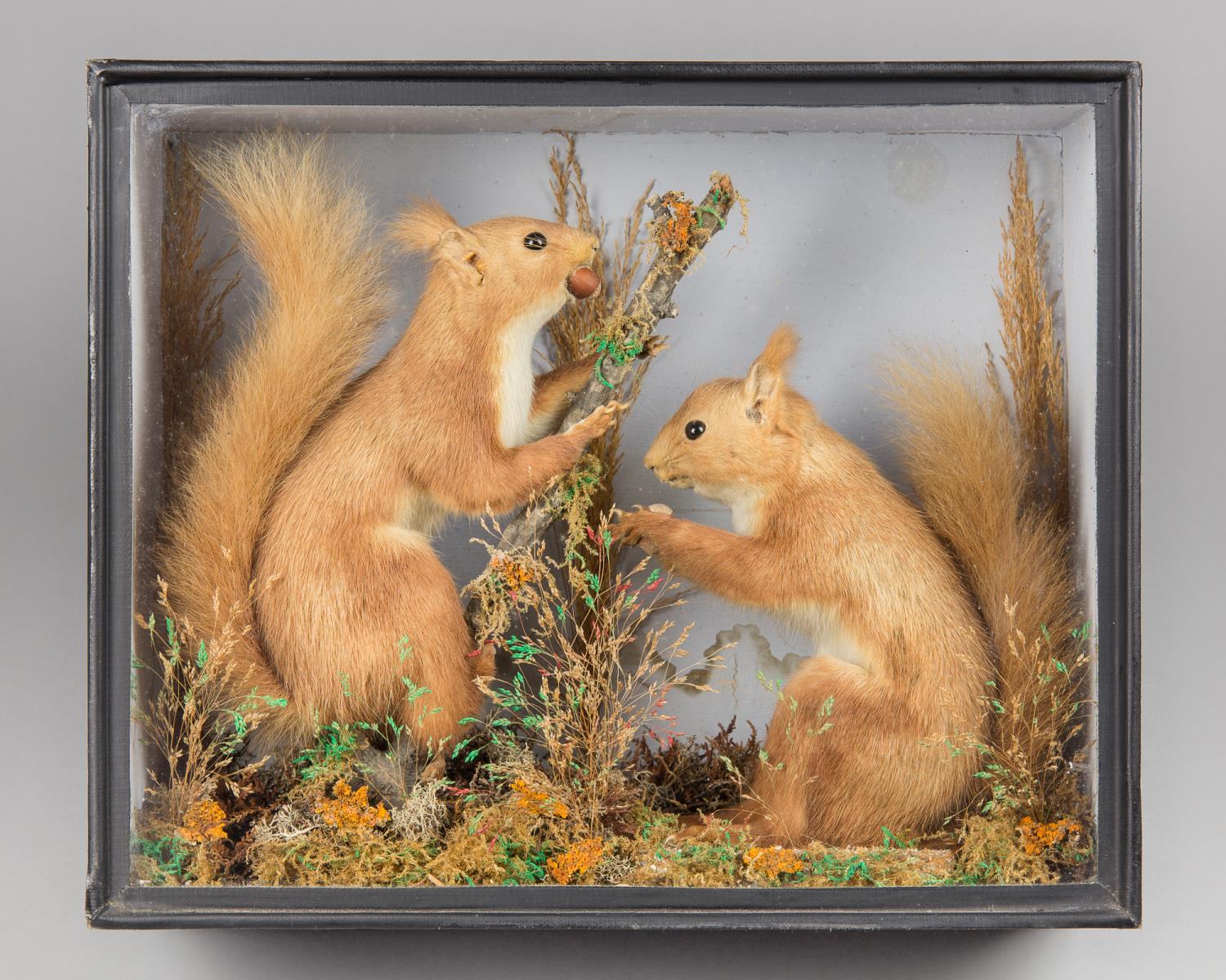 A LATE 19TH/EARLY 20TH CENTURY TAXIDERMY PAIR OF RED SQUIRRELS WITH CHESTNUTS. Original glazed front