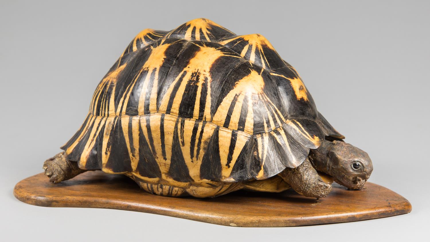 A LATE 19TH CENTURY TAXIDERMY RADIATED TORTOISE UPON AN OAK BASE (h 21cm x w 44cm x d 28cm)