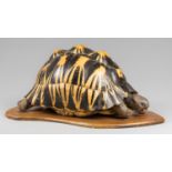 A LATE 19TH CENTURY TAXIDERMY RADIATED TORTOISE UPON AN OAK BASE (h 21cm x w 44cm x d 28cm)