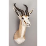 A MODERN TAXIDERMY SPRINGBOK SHOULDER MOUNT (h 67cm x w 35cm x d 42cm)