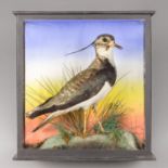 A LATE 19TH/EARLY 20TH CENTURY TAXIDERMY LAPWING IN A GLAZED CASE WITH A NATURALISTIC SETTING (h