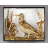 A 20TH CENTURY TAXIDERMY WOODCOCK IN A GLAZED CASE WITH A NATURALISTIC SETTING (h 28cm x w 33.5cm