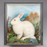 A LATE 19TH CENTURY TAXIDERMY ALBINO HARE IN A GLAZED CASE WITH A NATURALISTIC SETTING (h 46cm x w