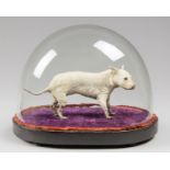 A LATE 19TH CENTURY TAXIDERMY MINIATURE DOG UNDER A GLASS DOME