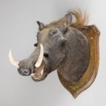 ROWLAND WARD, AN EARLY 20TH CENTURY TAXIDERMY WARTHOG HEAD UPON AN OAK SHIELD. The shield