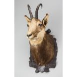 A LATE 20TH CENTURY TAXIDERMY CHAMOIS HEAD UPON A CARVED WOODEN SHIELD (h 56cm x w 35cm x d 29cm)