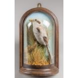 A 20TH CENTURY SHRIKE IN AN UNUSUAL HALF GLASS DOME OAK FRAMED WALL CASE (h 29cm x w 18cm x d 11cm)