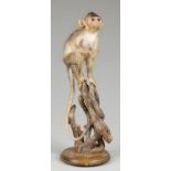A 20TH CENTURY TAXIDERMY CRAB-EATING MACAQUE NATURALISTICALLY MOUNTED (h 52cm x w 20cm x d 19cm)