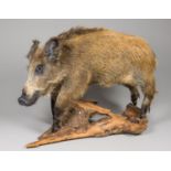 A 21ST CENTURY TAXIDERMY EUROPEAN WILD BOAR FULL MOUNT UPON A NATURALISTIC BASE. The plaque