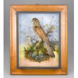 A 19TH CENTURY TAXIDERMY KESTREL IN GLAZED FRAMED WALL CASE WITH A NATURALISTIC SETTING (h 56cm x