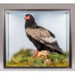 A 20TH CENTURY TAXIDERMY BATELEUR IN A GLAZED CASE WITH A NATURALISTIC SETTING (h 57.5cm x w 56cm