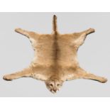 A 20TH CENTURY TAXIDERMY COUGAR SKIN RUG WITH MOUNTED HEAD (l 199cm x w 129cm)